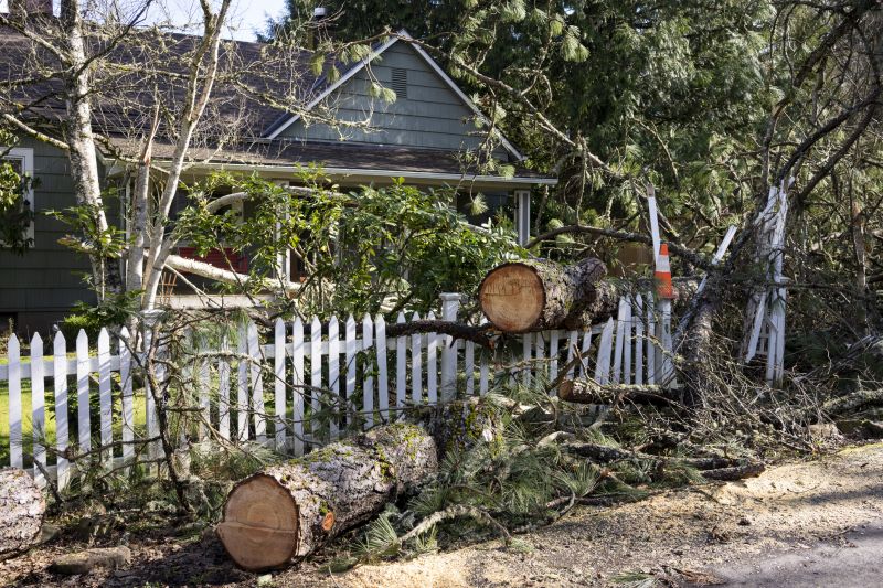 Fallen Tree Blocking Driveway