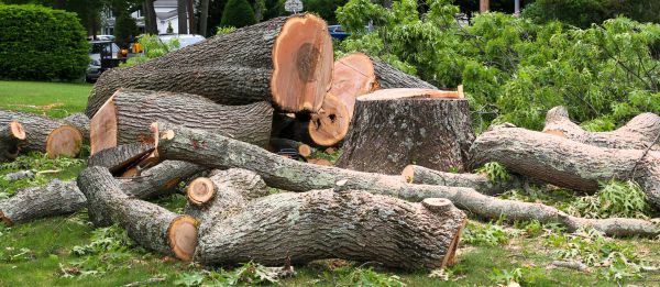 Large Tree Removal in Broken Arrow