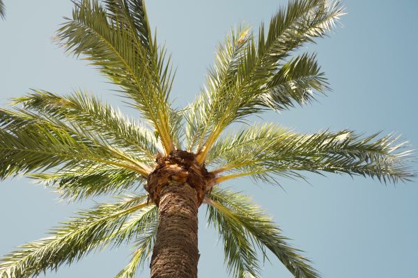 Palm Tree Removal in Broken Arrow