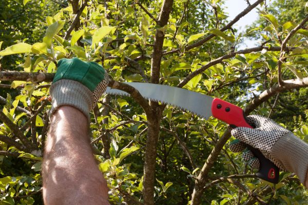 Small Tree Removal in Broken Arrow