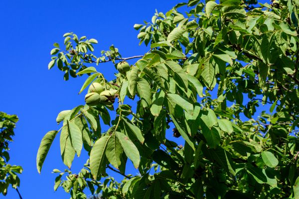 Cost of Walnut Tree Removal in Broken Arrow