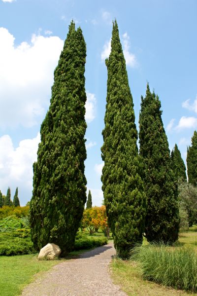 Cost of Cypress Tree Removal in Broken Arrow