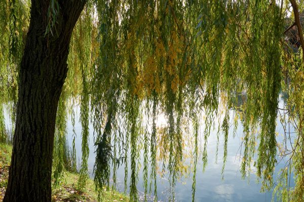 Cost of Willow Tree Removal in Broken Arrow