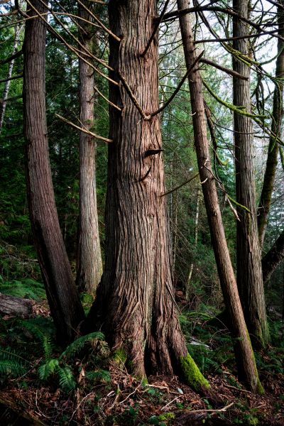 Cost of Cedar Tree Removal in Broken Arrow