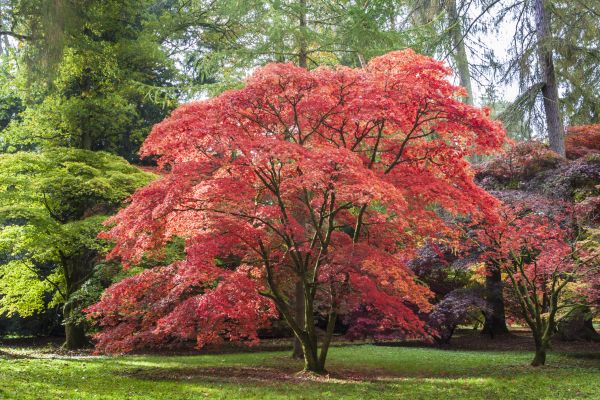 Cost of Maple Tree Removal in Broken Arrow