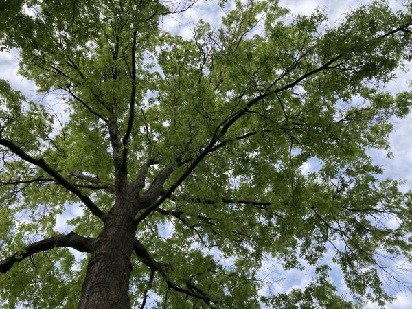 Cost of Oak Tree Removal in Broken Arrow