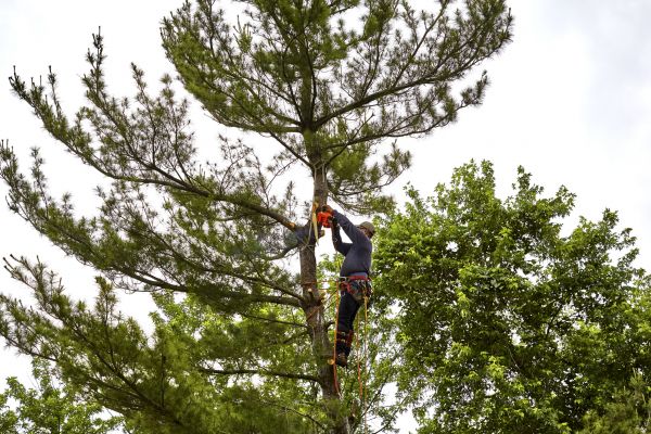 Cost of Pine Tree Removal in Broken Arrow