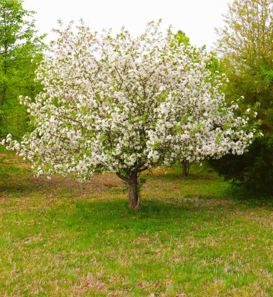 Cost of Dogwood Tree Removal in Broken Arrow