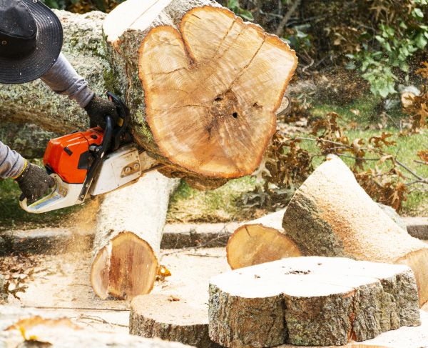 Tree Removal Service in Broken Arrow