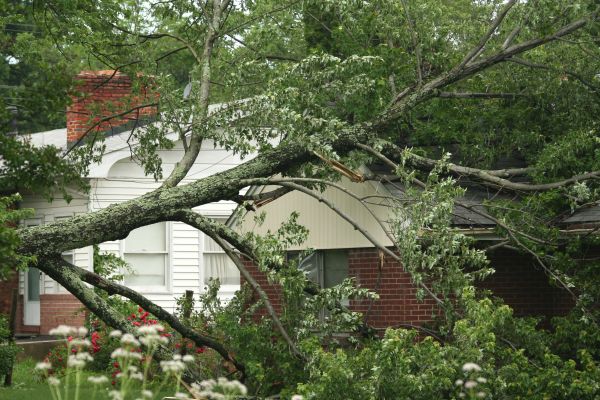 Emergency Tree Removal in Broken Arrow