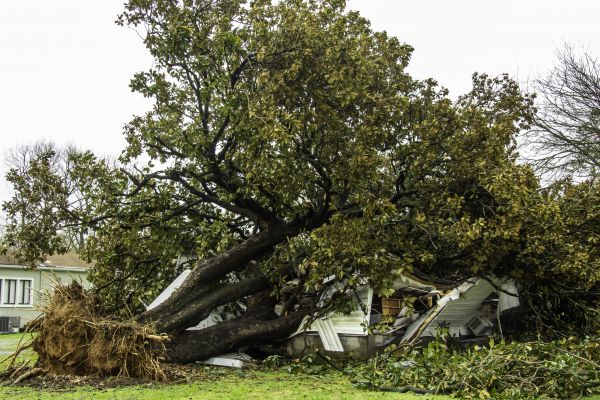 Fallen Tree Removal in Broken Arrow