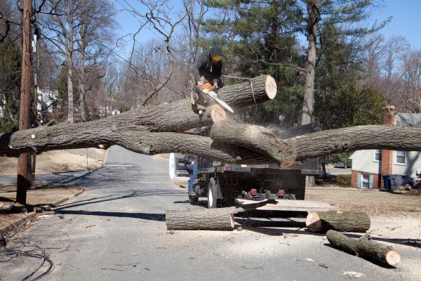Cost of Residential Tree Removal in Broken Arrow