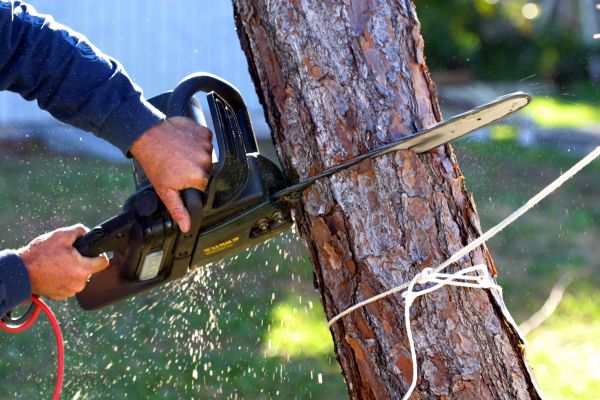Dead Tree Removal in Broken Arrow
